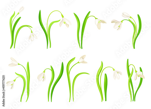Snowdrop or Galanthus with White Drooping Bell Shaped Flower and Linear Leaves Vector Set
