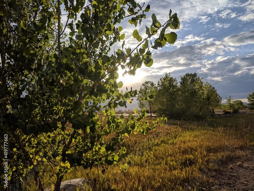 Tree in the field