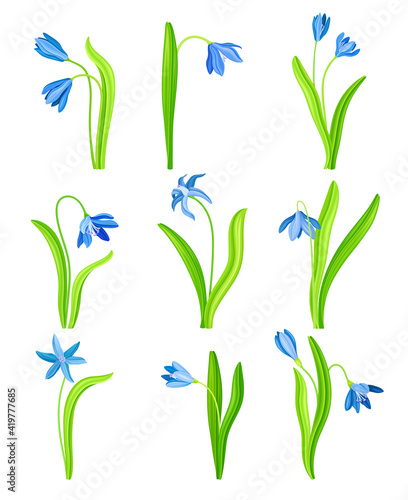 Snowdrop or Galanthus with Blue Drooping Bell Shaped Flower and Linear Leaves Vector Set