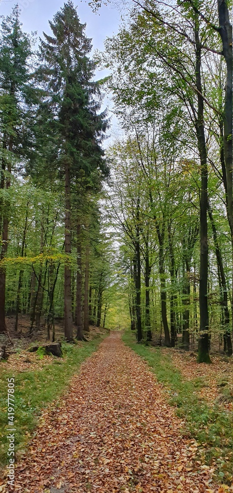 Obraz premium Forest