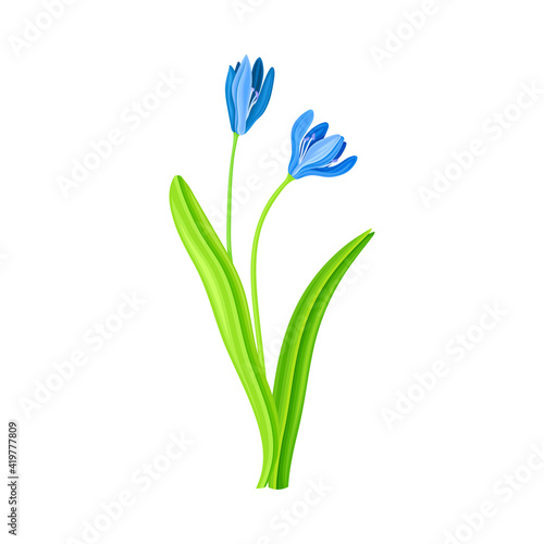 Snowdrop or Galanthus with Blue Pendulous Flower and Linear Leaves Vector Illustration