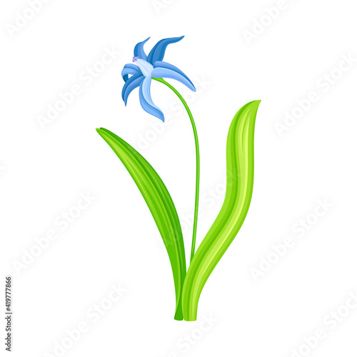 Snowdrop or Galanthus with Blue Pendulous Flower and Linear Leaves Vector Illustration