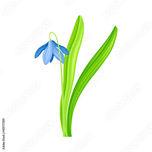 Blue Pendulous Flower of Snowdrop or Galanthus Bulbous Perennial Specie Vector Illustration