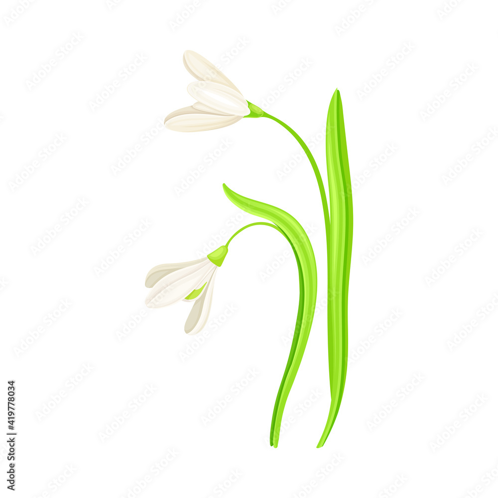 Snowdrop Drooping Flowers on Stem with Linear Leaves Vector Illustration Snowdrop Drooping Flowers on Stem with Linear Leaves Vector Illustration