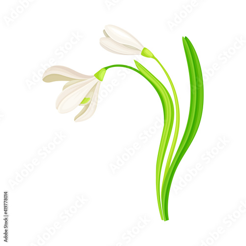 Snowdrop Drooping Flowers on Stem with Linear Leaves Vector Illustration