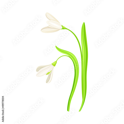 Snowdrop Drooping Flowers on Stem with Linear Leaves Vector Illustration