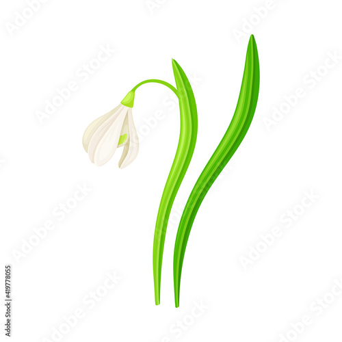 Snowdrop Drooping Flowers on Stem with Linear Leaves Vector Illustration