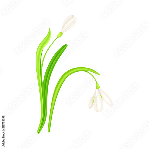Snowdrop Drooping Flowers on Stem with Linear Leaves Vector Illustration