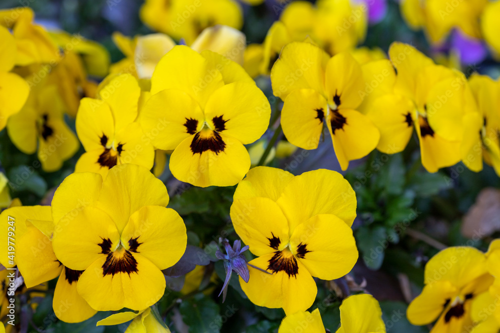 風景素材 早春のヴィオラの花 風景素材 早春のヴィオラの花