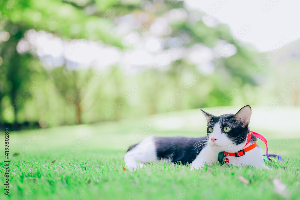 A cat on a leash walking in a park, Cat sitting on the grass A cat on a leash walking in a park, Cat sitting on the grass