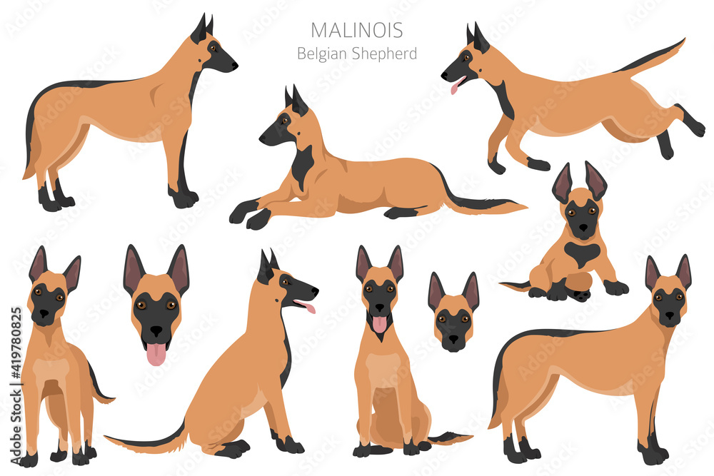 Belgian shepherd malinois clipart. Different poses, coat colors set.