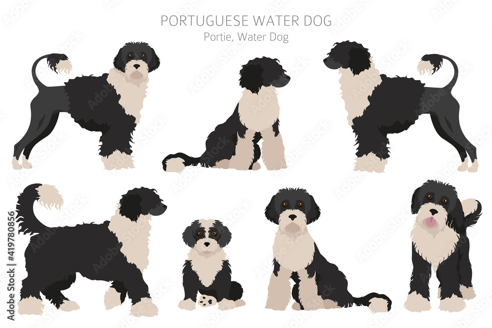 Portuguese water dog clipart. Different poses, coat colors set