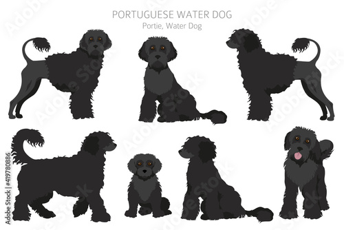Portuguese water dog clipart. Different poses, coat colors set