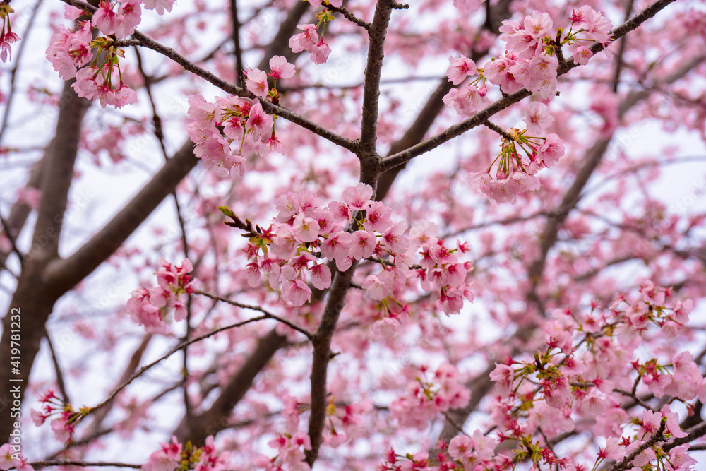 寒桜