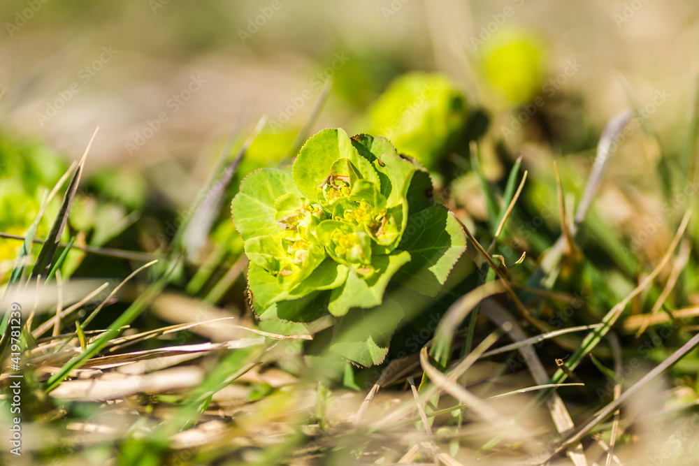 Young green flowers of the meadow plant Mlecika (Spurges-Euphorbia), Novi Sad, Serbia. Young green flowers of the meadow plant Mlecika (Spurges-Euphorbia), Novi Sad, Serbia.
