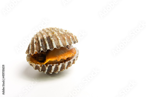 Canvas Print One Blood cockle isolated on a white background.