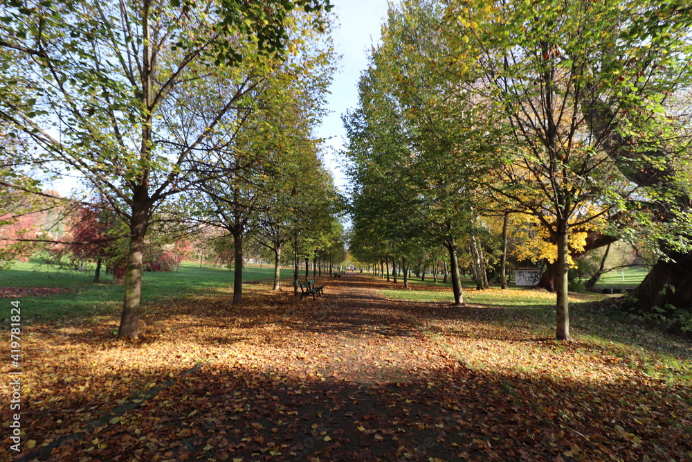 autumn trees in the park autumn trees in the park