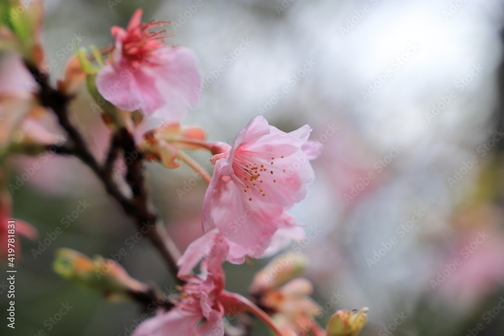 河津桜 河津桜