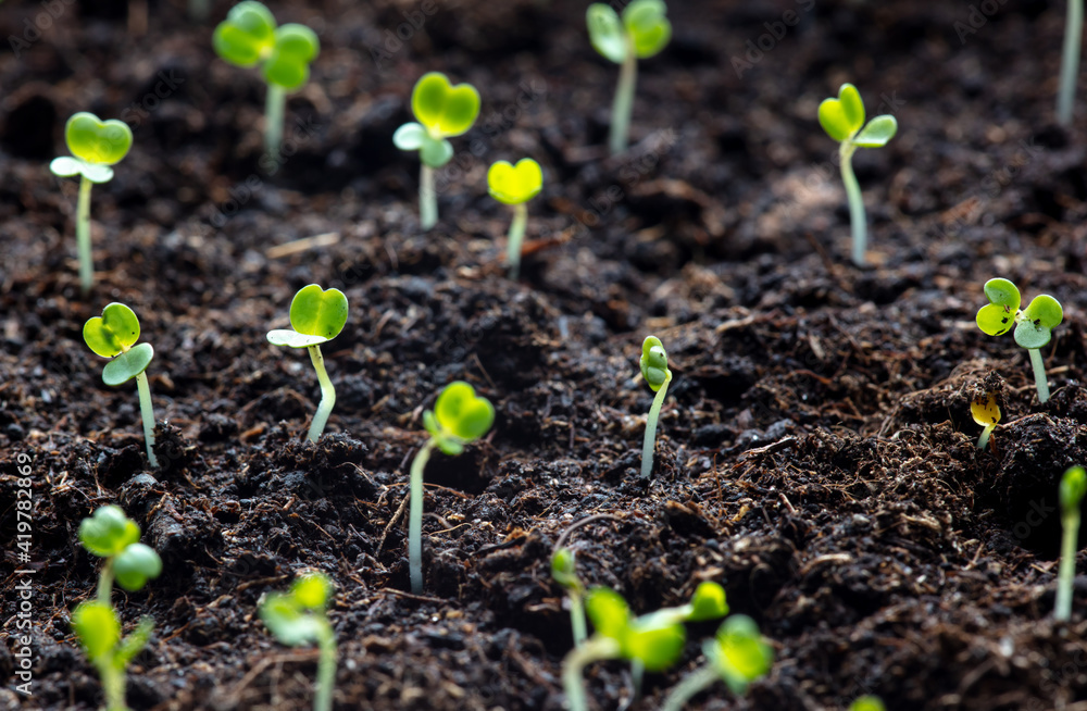 Small sprouts of arugula in the ground in spring. Small sprouts of arugula in the ground in spring.