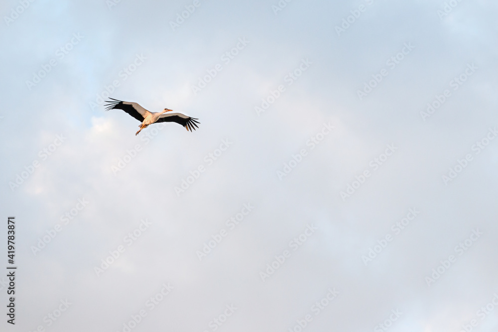 Stork (lat.Ciconia) in flight. The length of the stork from the end of the beak to the tip of the tail is almost 1.3 m. Stork (lat.Ciconia) in flight. The length of the stork from the end of the beak to the tip of the tail is almost 1.3 m.