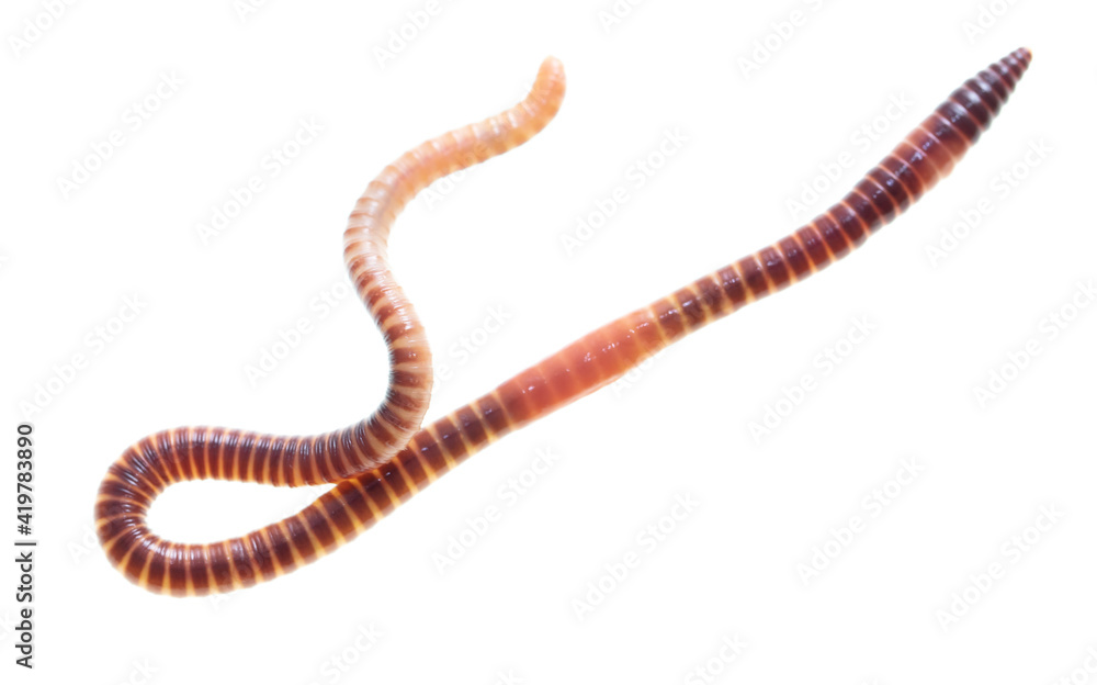 Earthworm on a white background. Earthworm on a white background.
