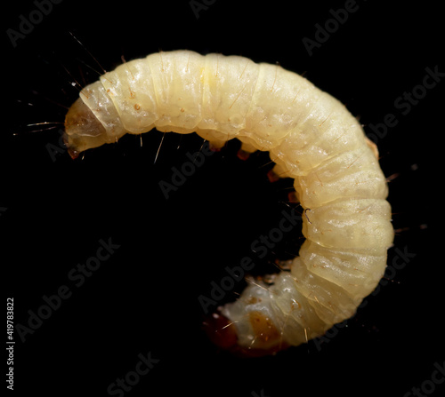 Obraz na plátně Close-up of a white moth larva on a black