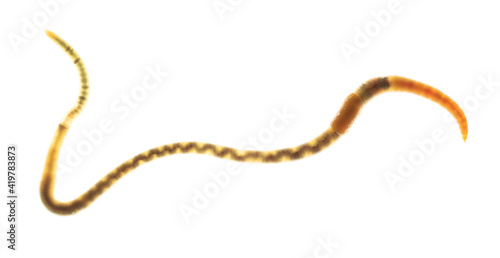 Earthworm on a white background.