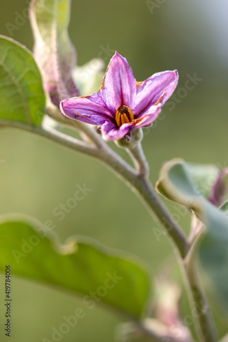 Flower on an eggplant plant.