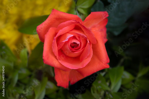 Single Red tea rose in bloom.Photo is a close up looking down on to the flower