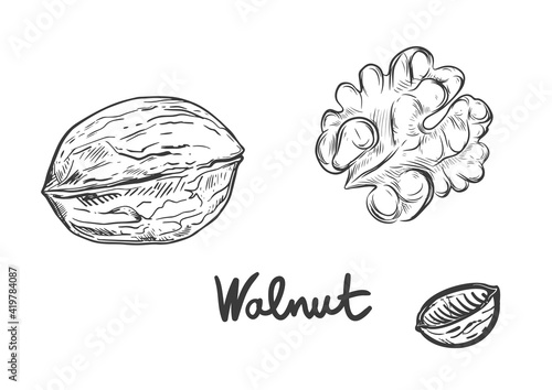 Hand drawn sketch black and white walnut, nuts. Vector illustration. Elements in graphic style label, card, sticker, menu, package. Engraved style illustration.
