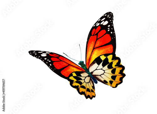 Color monarch butterfly , isolated on the white background © suns07butterfly