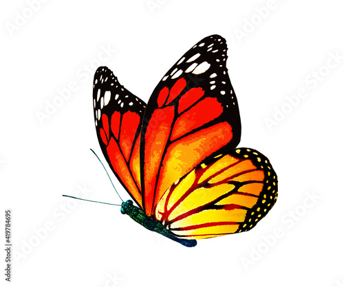 Fotografie, Obraz Color monarch butterfly , isolated on the white background