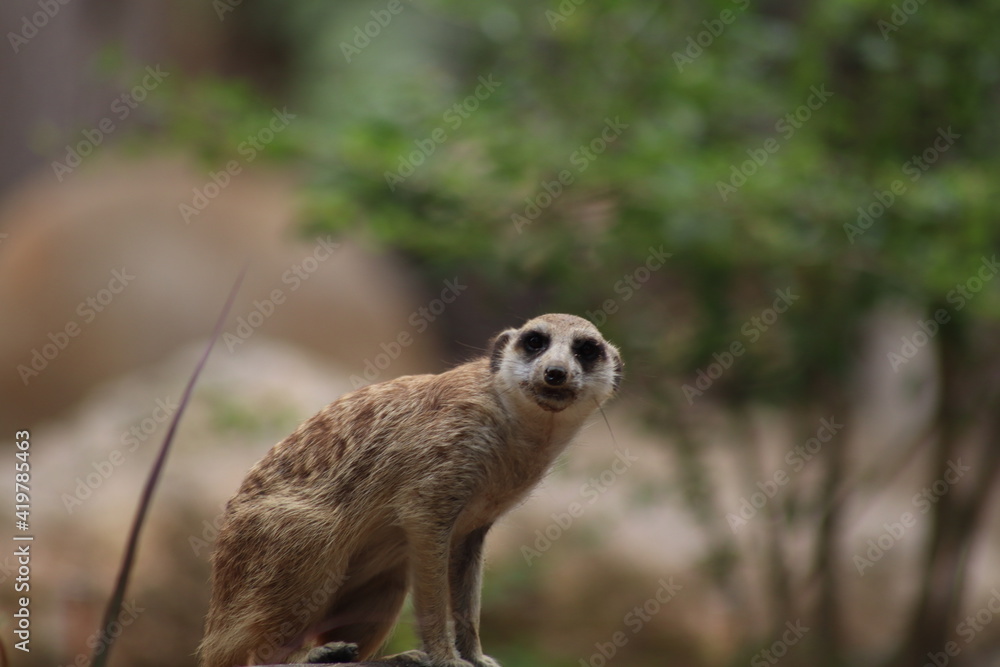 Fototapeta premium meerkat on the lookout