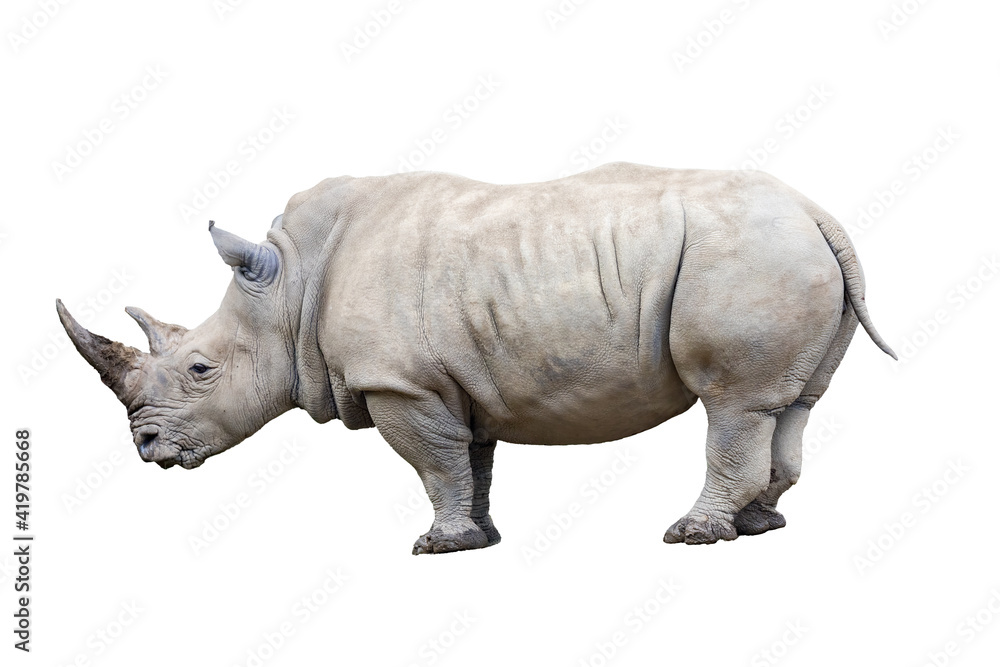 Poster Rhino Rhinoceros Standing Side View Isolated On White Background 