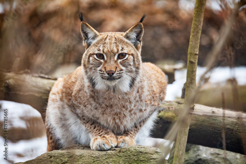 Photos portrait of bobcat (Lynx rufus) also called red Lynx hiding in tree during the a
