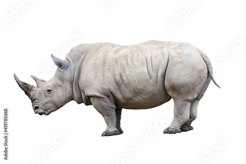 Fototapeta Rhino rhinoceros standing side view isolated on white background.