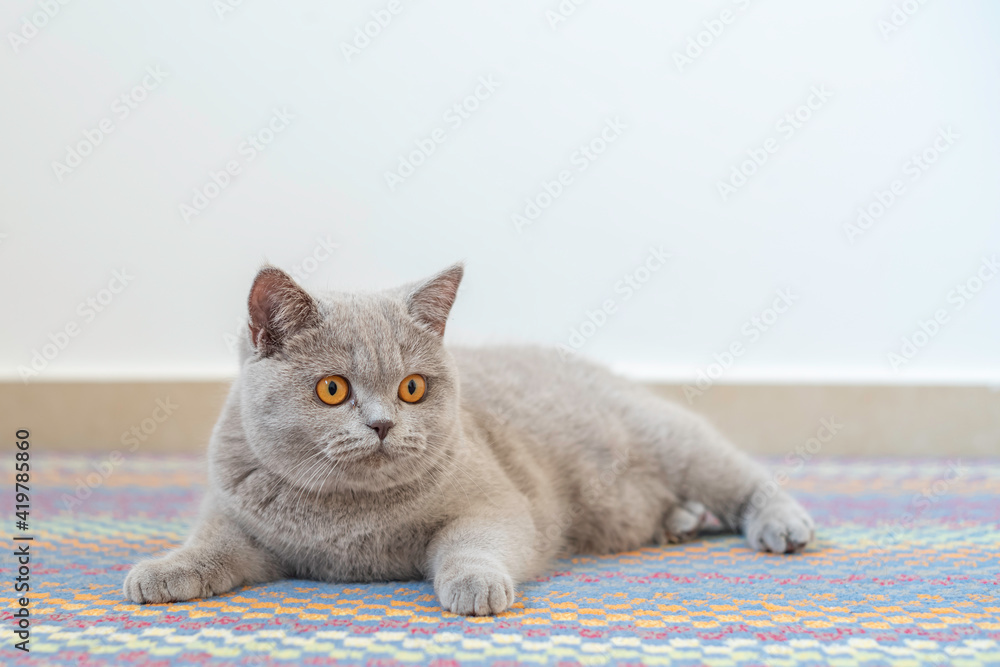 Cute British kitten laying on the rug.