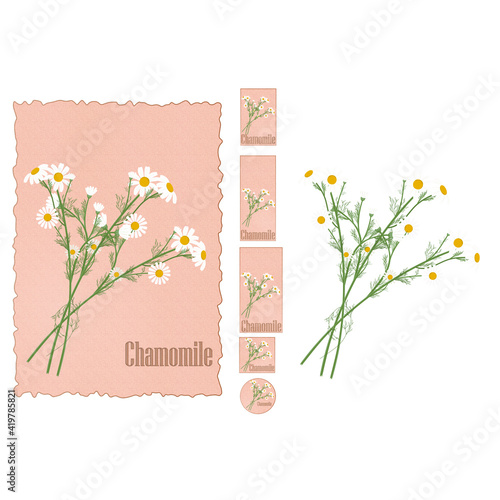 Medicinal plant chamomile vector illustration. Set of chamomilie flower tags on old paper background and without. Different sizes. 50x80, 50x120, 60x120, 50x50, 50 and 420x297 mm photo