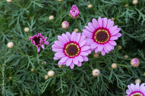 Blooming purple asteraceae flowers and green leaves   Chrysanthemum carinatum Scbousb