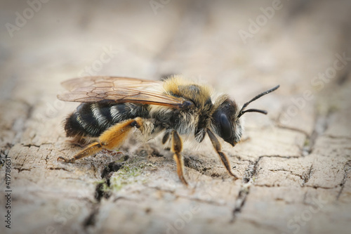 Lateral Closeup of a female White bellied Mining Bee , Andrena gravida on a piece of wood © Henk