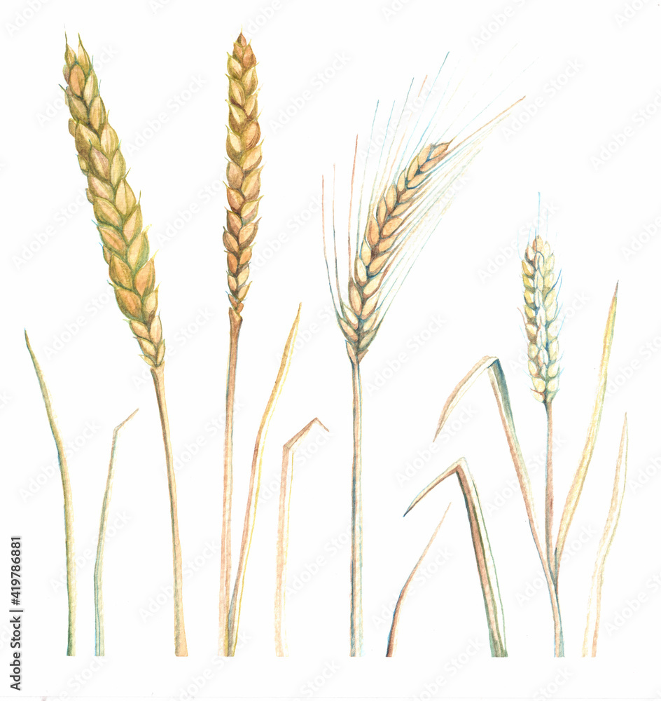 watercolor image of wheat and rye ears on a white background
