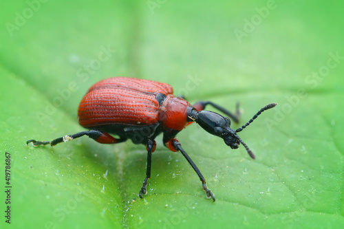 Closeup of a small red colorful hazel-leaf roller weevil , apoderus coryli, on a green leaf