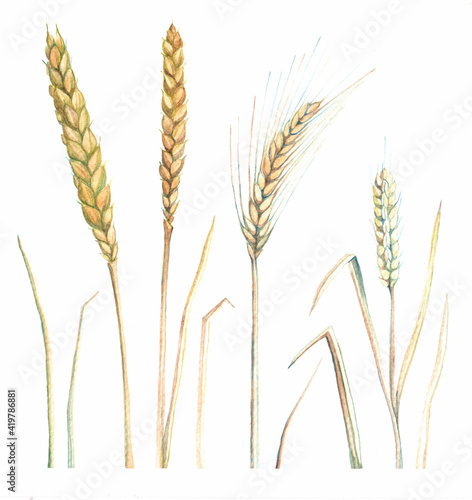 watercolor image of wheat and rye ears on a white background