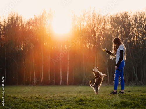 Teenager girl with small Yorkshire terrier on a grass in a park at sunset. Warm colors. Outdoor activity and pet care concept. The model has a small toy ball in her hand  the dog is standing