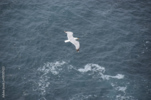 Segelnde Möwe über tiefblauem Atlantik