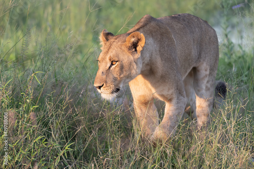 Beautiful Lion Caesar in the golden grass of Masai Mara, Kenya