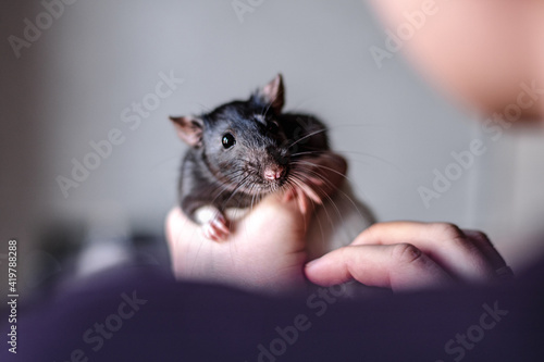 domestic black and white rat beautiful photos