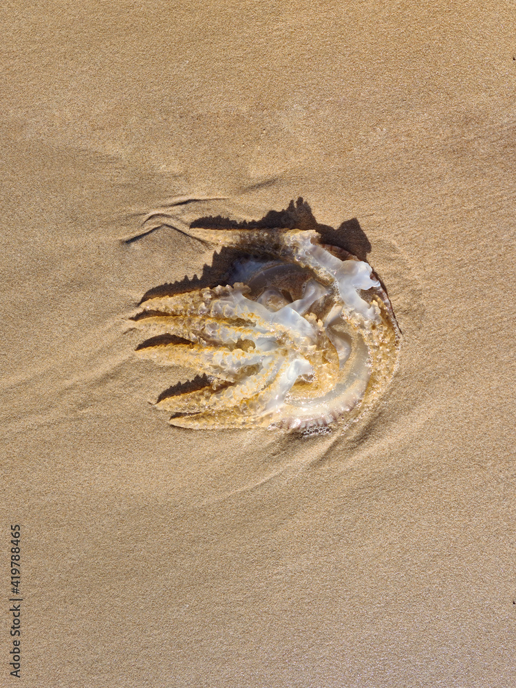 Brown and white transparent jellyfish dead aurelia medusa on the sand on the beach shore or seaside in the morning. Ecological nature environmental disaster. Close-up downside view, place for text Brown and white transparent jellyfish dead aurelia medusa on the sand on the beach shore or seaside in the morning. Ecological nature environmental disaster. Close-up downside view, place for text