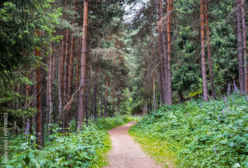 empty footpath through a beautiful pine forest photo