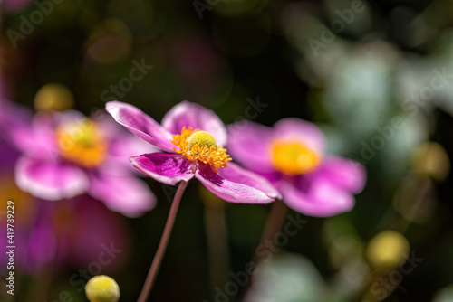 咲いているピンクの秋明菊の花
